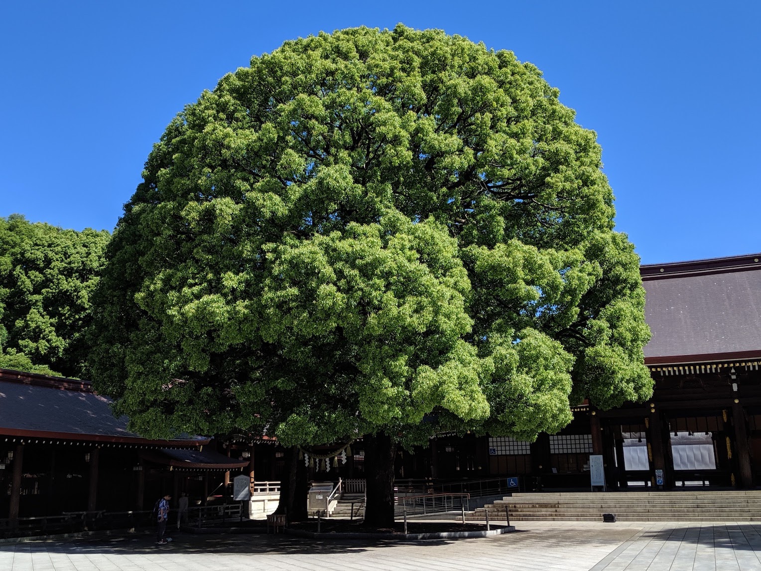 Tree at Meiji Shrine, Tokyo